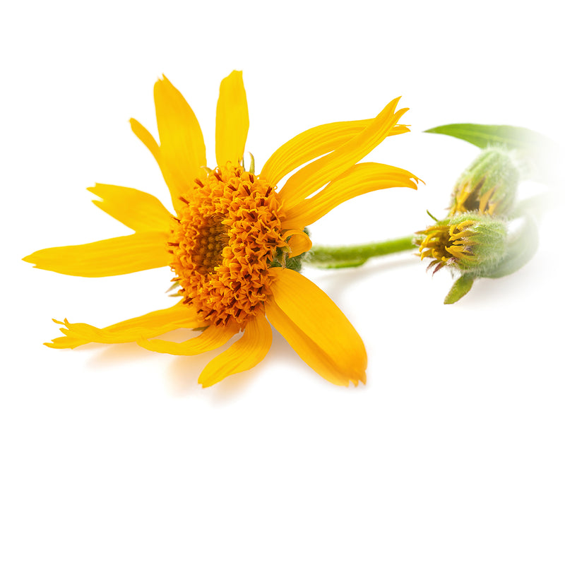 Chi Arnica Macerate 10% Organic 100.00 Milliliter extra image