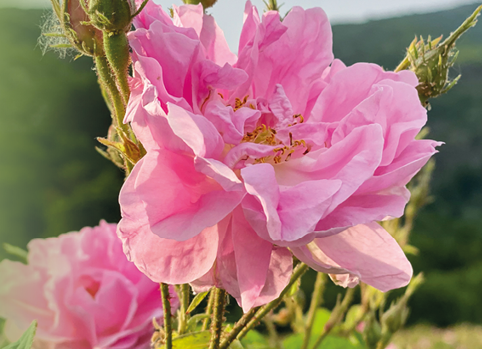 Chi Rose Hydrosol Rose Water 1 Liter extra image