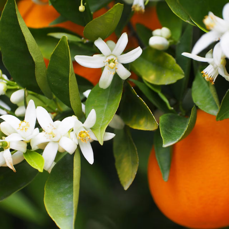 Najel Aleppo Orange Blossom 200.00 Milliliter extra image