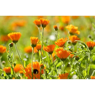 Weleda Calendula Ointment 25.00 Gram extra image